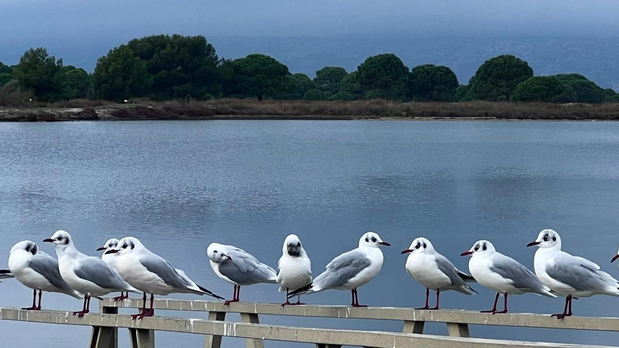 Entre Lac, Mer Et Montagne Le Barcarès Dış mekan fotoğraf